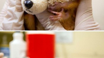 Si kembar nan mungil Tamarin singa emas atau Marmoset emas, adalah monyet kecil dari famili Cebidae. Foto: Boredpanda