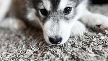 Baby anjing husky. Foto: Boredpanda