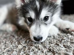 Gemas! Potret Bayi Hewan Lucu Banget