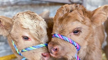 Dua bayi sapi yang lucu. Foto: Boredpanda