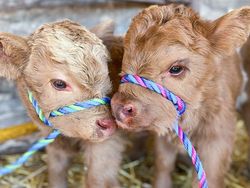 Gemas! Potret Bayi Hewan Lucu Banget