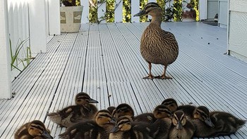 Anak-anak bebek bersama sang induk. Foto: Boredpanda
