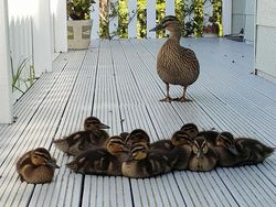 Gemas! Potret Bayi Hewan Lucu Banget