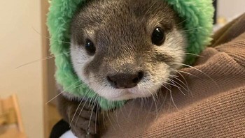 Bayi berang-berang makin menggemaskan dengan kupluknya. Foto: Boredpanda