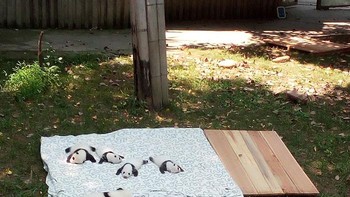 Bayi-bayi panda yang sedang rebahan. Foto: Boredpanda
