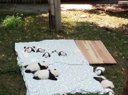 Gemas! Potret Bayi Hewan Lucu Banget