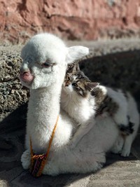 fotoinet Potret Lucu Bayi Hewan Bikin Gemas