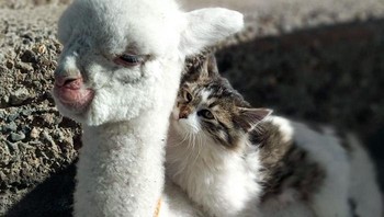 Baby Alpaca dengan sahabatnya. Foto: Boredpanda