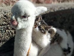 Gemas! Potret Bayi Hewan Lucu Banget