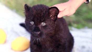 Bayi harimau kumbang yang menggemaskan, tapi kalau sudah besar menyeramkan. Foto: Boredpanda