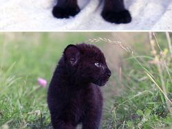 Gemas! Potret Bayi Hewan Lucu Banget