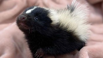 Bayi tupai yang mungil. Foto: Boredpanda