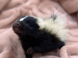 Gemas! Potret Bayi Hewan Lucu Banget