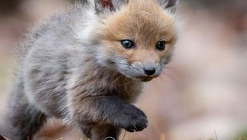 Bayi rubah bikin gemes.  Foto: Boredpanda