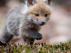 Gemas! Potret Bayi Hewan Lucu Banget