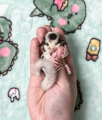 fotoinet Potret Lucu Bayi Hewan Bikin Gemas