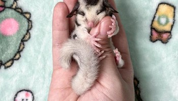 Bayi sugar glider yang super mungil. Foto: Boredpanda