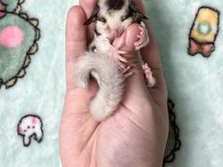 Gemas! Potret Bayi Hewan Lucu Banget