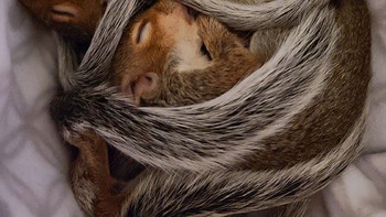 Bayi-bayi tupai sedang tertidur lelap. Foto: Boredpanda