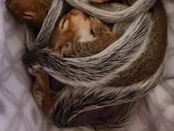 Gemas! Potret Bayi Hewan Lucu Banget