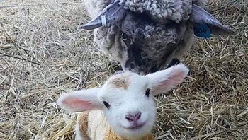 Bayi domba tampak seperti pakai baju padahal itu warna bulunya. Foto: Boredpanda