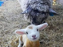 Gemas! Potret Bayi Hewan Lucu Banget