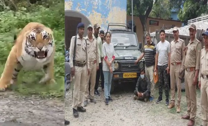 Harimau usir turis di taman nasional Jim Corbet India