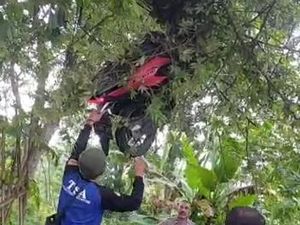 Motor Nyangkut Pohon di Jalur Maut Gotekan Mojokerto, Korban Patah Tulang