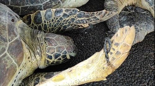 Sirip penyu yang masih hidup dilubangi dan diikat dengan tali rafia.