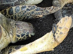 BPSPL Usul Periksa DNA Daging Sitaan dari Pembantai Penyu