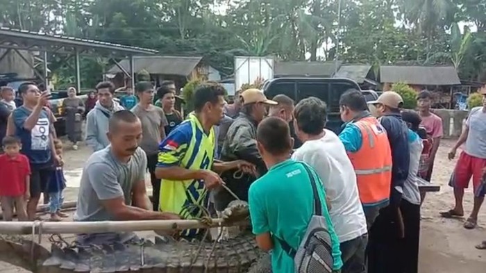 Petugas BKSDA Serang evakuasi buaya yang ditangkap oleh warga