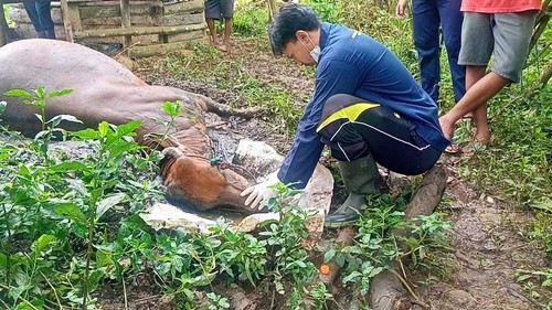 Petugas dari Dinas Pertanian dan Pangan Jembrana Bidang Keswan dan Kesmavet saat melakukan pemeriksaan sapi warga Banjar Sawe, Senin (1/5/2023).
