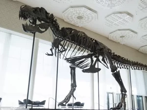 Fantastis! Fosil T-Rex 67 Juta Tahun Laku Terjual Rp 91 Miliar di Eropa