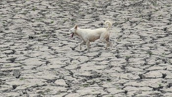India dan Pakistan mengalami gelombang panas yang lebih parah pada tahun 2022, mencatat suhu tertinggi pada Maret sejak pencatatan dimulai lebih dari 120 tahun yang lalu. Foto: SOPA Images/LightRocket via Gett/SOPA Images