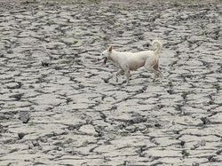 India Waspada Dampak Gelombang Panas Lebih Parah