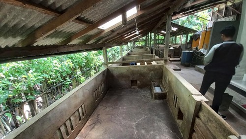 Sekitar 1.300 ekor babi di Desa Bila, Kubutambahan, Buleleng, mati mendadak pada Maret-April 2023. Namun, belum diketahui penyebab kematian ternak tersebut.