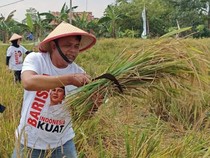 Video: Produksi Beras RI Tahun 2025 Sudah Melampaui Target