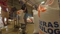 Direktur Utama Perum Bulog Budi Waseso atau Buwas mengatakan pihaknya akan mengimpor 500 ribu ton beras untuk disalurkan sebagai bantuan sosial (bansos). Hal ini lantaran penyerapan produksi dalam negeri tidak mencukupi dan di sisi lain bansos beras harus segera disalurkan.  