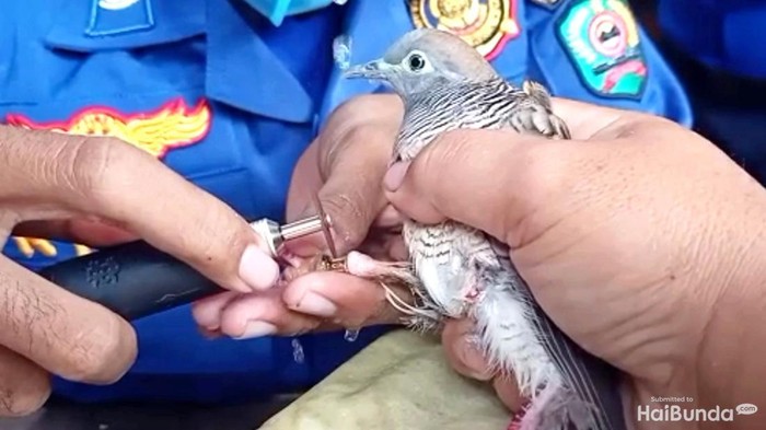 Damkar Trenggalek mengeluarkan cicin yang ada di kaki perkutut