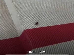 Viral Kecoak Eksis di Met Gala 2023 yang Harga Tiketnya Rp 735 Juta