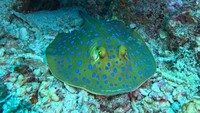 Dinas Pariwisata Aceh bersama Pemerintah Kota Sabang terus mempromosikan wisata bawah laut atau bahari di daerahnya yang menjadi sektor andalan untuk menggaet wisatawan domestik maupun mancanegara.