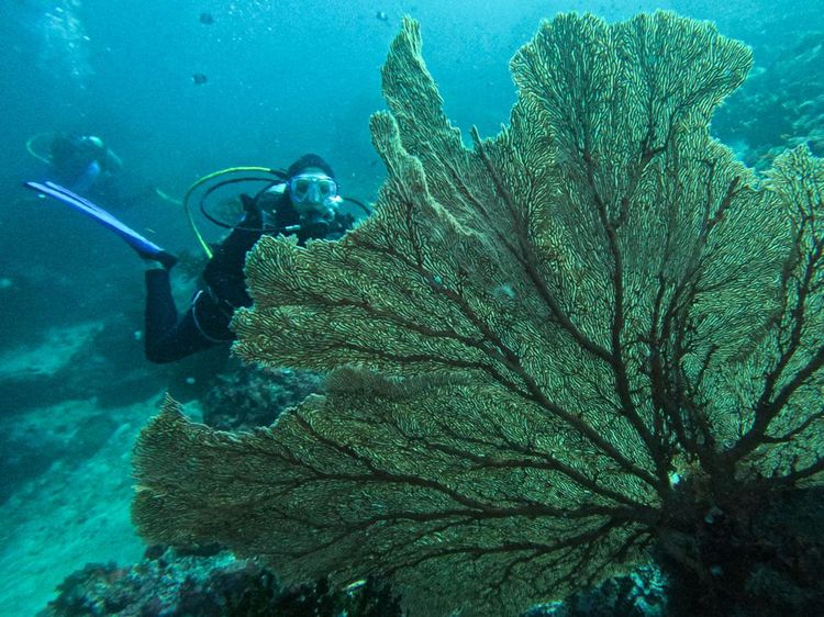 Pesona Wisata Bawah Laut Kota Sabang