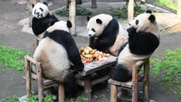 Kumpulan panda raksasa itu asyik menikmati buah-buahan di meja.