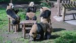 Potret Panda di China Asyik Nongkrong Bareng