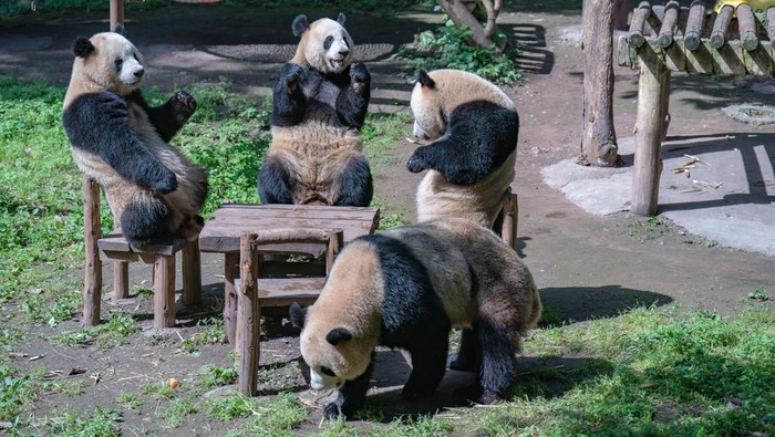 CHONGQING, CHINA - APRIL 30: Giant pandas sit on chairs at Chongqing Zoo on April 30, 2023 in Chongqing, China. (Photo by Li Hongbo/VCG via Getty Images)