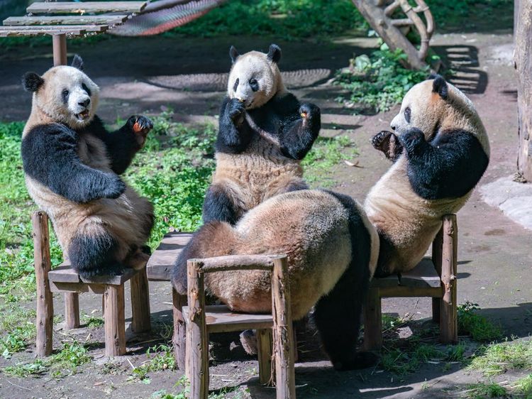 Potret Panda di China Asyik Nongkrong Bareng