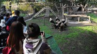Pemandangan itu menjadi daya tarik pengunjung di Kebun Binatang Chongqing.