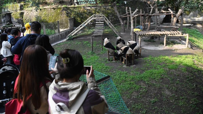 CHONGQING, CHINA - APRIL 30: Giant pandas sit on chairs at Chongqing Zoo on April 30, 2023 in Chongqing, China. (Photo by Li Hongbo/VCG via Getty Images)