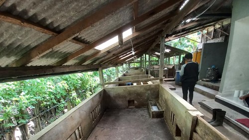 Dinas Pertanian Buleleng mengaku tidak tahu 1.300 ekor ternak babi mati di Desa Bila, Kubutambahan. Distan baru akan mengecek esok hari.