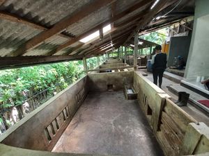 Dinas Pertanian Buleleng Tak Tahu Ribuan Ekor Babi Mati di Desa Bila